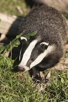 Images Dated 13th October 2009: Badger, United Kingdom, Europe