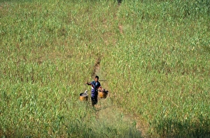 Images Dated 10th March 2005: Bagan (Pagan), Mandalay Division, Myanmar (Burma), Asia
