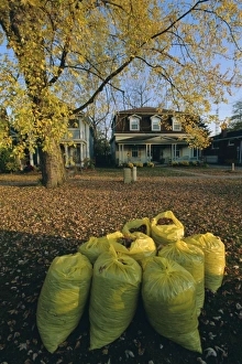 Lawn Prints: Bags of fallen autumn leaves, Toronto, Ontario, Canada, North America