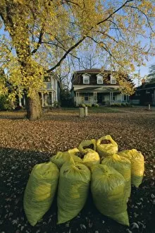 Autumnal Leaves Collection: Bags of fallen autumn leaves, Toronto, Ontario, Canada, North America