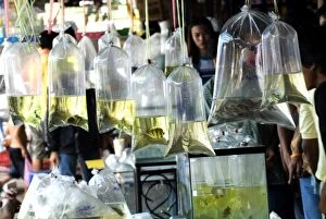 Bags of tropical fish, Chatuchak weekend market, Bangkok, Thailand, Southeast Asia, Asia