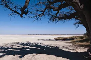 Baobab Prints: Baines baobabs, Kudiakam Pan, Nxai Pan National Park, Botswana, Africa
