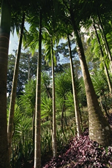 Martinique Prints: Balata Gardens