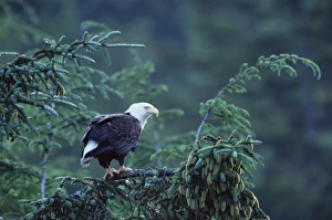 Bald eagle (Haliaeetus leucocephalus)