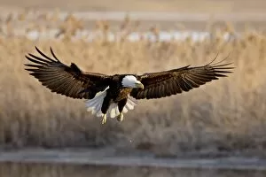 Images Dated 20th February 2009: Bald eagle (Haliaeetus leucocephalus) in flight on final approach, Farmington Bay