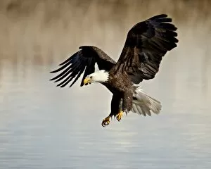 Images Dated 19th February 2009: Bald eagle (Haliaeetus leucocephalus) in flight on final approach, Farmington Bay