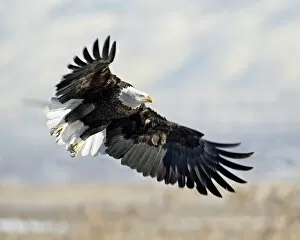 Images Dated 19th February 2009: Bald Eagle (Haliaeetus leucocephalus) on approach, Farmington Bay, Utah