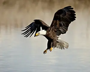 Bald eagle (Haliaeetus leucocephalus) in flight on final approach, Farmington Bay