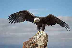 Spread Wings Prints: Bald eagle (Haliaeetus leucocephalus) perched with spread wings