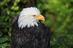 Sitka Prints: Bald eagle (Haliaeetus leucocephalus) portrait, Alaska Raptor Rehabilitation Center