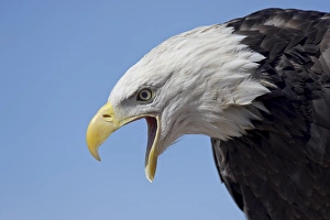 Eagle Prints: Bald eagle (Haliaeetus leucocephalus) vocalizing