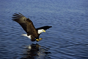 Bald eagle (Haliaetus leucocephalus) in February