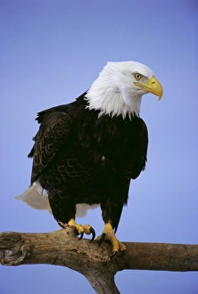 Roosting Prints: Bald eagle (Haliaetus leucocephalus) in February