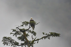 Bald Eagle Prints: Bald eagle in the mist, Chugach National Forest, Alaska, United States of America