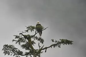 Bald eagle in the mist, Chugach National Forest, Alaska, United States of America