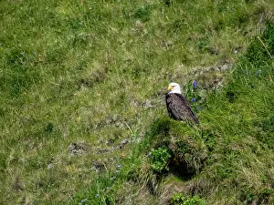 Raptor Prints: Bald eagle rests on hillside in Hall Bay on Atka Island in Alaska during sunny weather
