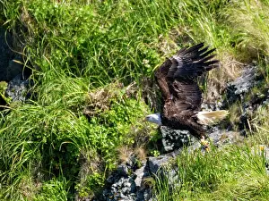 Raptor Prints: Bald eagle takes flight in Hall Bay