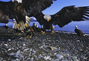 Eagle Prints: Bald eagles (Haliaetus leucocephalus) in February