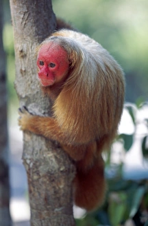Looking Away Prints: Bald uakari (red uakari monkey) (Cacajao calvus), conservation status vulnerable