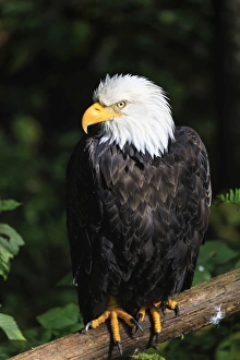 Sitka Prints: Bald wagle (Haliaeetus leucocephalus) portrait, Alaska Raptor Rehabilitation Center