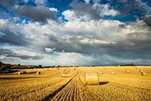 Bale Prints: Baled field, Gloucestershire, England, United Kingdom, Europe