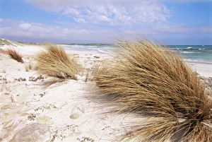Kangaroo Island Prints: Bales Beach, Seal Bay Con. Park, Kangaroo Island, South Australia, Australia, Pacific