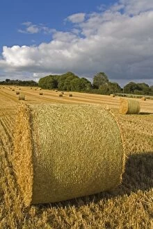 Bales of hay, Ardmore region, County Waterford, Munster, Republic of Ireland, Europe