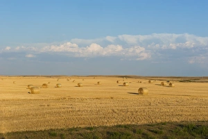 Straw Prints: Bales of straw on a field, Wyoming, United States of America, North America
