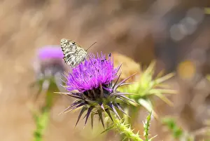 Balkan Prints: A Balkan marbled white (Melanargia larissa) butterfly on flower