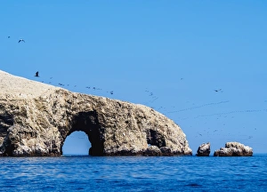 Large Group Of Animals Prints: Ballestas Islands near Paracas, Ica Region, Peru, South America