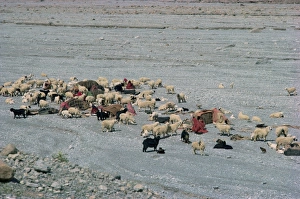 Baluchi nomads