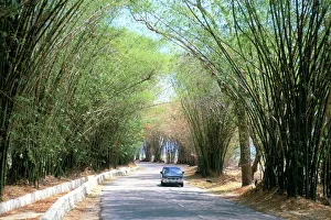 Grove Prints: Bamboo avenue, St