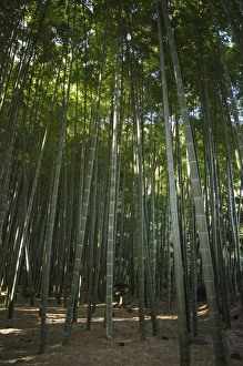 Bamboo forest