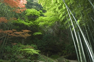 Japanese Prints: Bamboo forest