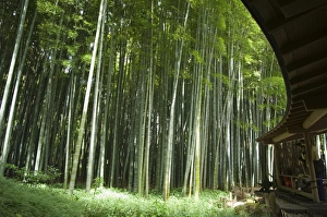 Bamboo forest