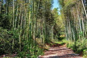 Bamboo forest at Bingding Kiln, Jingdezhen, Jiangxi Province, China