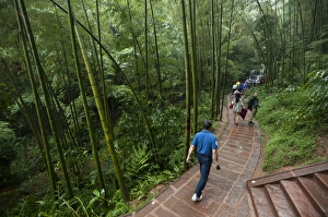 Far Eastern Prints: Bamboo Forest, Sichuan Province, China, Asia