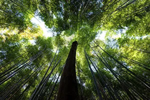 Grove Prints: Bamboo grove, Kyoto, Honshu, Japan, Asia