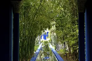 Jardin Majorelle Prints: Bamboo in the Majorelle Garden, created by the French cabinetmaker Louis Majorelle