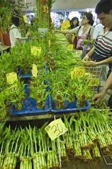 Taipei City Prints: Bamboo shoots