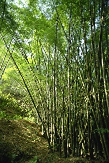 Grove Prints: Bamboo, Tobago