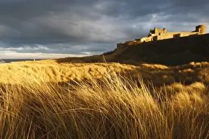 Bamburgh Prints: Bamburgh Castle and marram grass (ammophila arenaria) lit by golden evening light