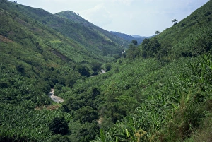 Banana Prints: Banana crop in typical lush vegetation