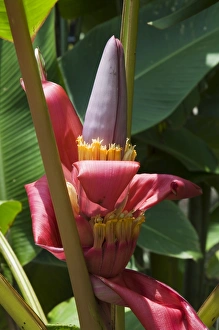 Costa Rican Prints: Banana plant flowers, Costa Rica, Central America