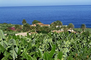 Banana Prints: Banana plantations, Tenerife, Canary Islands, Spain, Atlantic, Europe