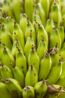 Edible Prints: Banana tree, Kerobokan, Bali, Indonesia, Southeast Asia, Asia