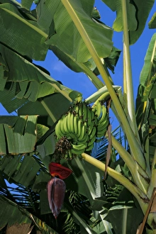 Banana Prints: Bananas on banana plant, Barreirinhas, Lencois Maranhenses, Brazil, South America