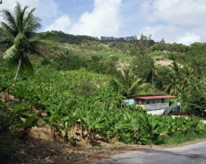 Bananas, Barbados, West Indies, Caribbean, Central America