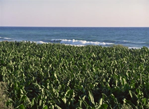 Plantations Prints: Bananas on the Cilician coast, Anatolia, Turkey, Asia Minor, Eurasia