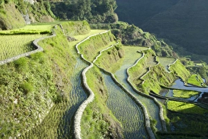 Rice Fields Prints: Banaue mud-walled rice terraces of Ifugao culture, UNESCO World Heritage Site